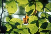 Leaves of Beech